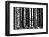 Wood-Jule Leibnitz-Framed Photographic Print