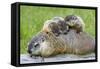Woodchuck Family-W. Perry Conway-Framed Stretched Canvas