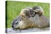 Woodchuck Family-W. Perry Conway-Stretched Canvas