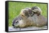 Woodchuck Family-W. Perry Conway-Framed Stretched Canvas