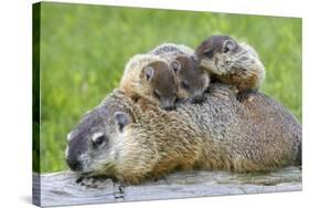 Woodchuck Family-W. Perry Conway-Stretched Canvas