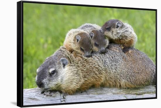 Woodchuck Family-W. Perry Conway-Framed Stretched Canvas