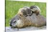 Woodchuck Family-W. Perry Conway-Stretched Canvas