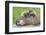 Woodchuck Family-W. Perry Conway-Framed Premium Photographic Print