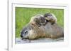 Woodchuck Family-W. Perry Conway-Framed Photographic Print