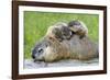 Woodchuck Family-W. Perry Conway-Framed Photographic Print