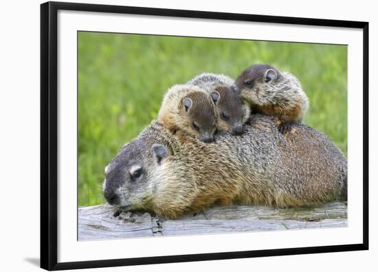 Woodchuck Family-W. Perry Conway-Framed Photographic Print