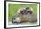 Woodchuck Family-W. Perry Conway-Framed Photographic Print