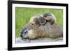 Woodchuck Family-W. Perry Conway-Framed Photographic Print