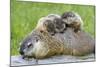 Woodchuck Family-W. Perry Conway-Mounted Photographic Print