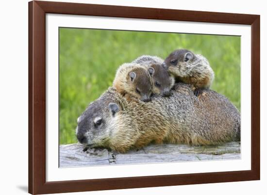 Woodchuck Family-W. Perry Conway-Framed Photographic Print