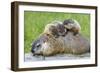 Woodchuck Family-W. Perry Conway-Framed Photographic Print