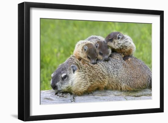 Woodchuck Family-W. Perry Conway-Framed Photographic Print