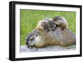 Woodchuck Family-W. Perry Conway-Framed Photographic Print