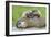 Woodchuck Family-W. Perry Conway-Framed Photographic Print