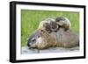Woodchuck Family-W. Perry Conway-Framed Photographic Print