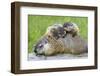 Woodchuck Family-W. Perry Conway-Framed Photographic Print