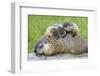 Woodchuck Family-W. Perry Conway-Framed Photographic Print