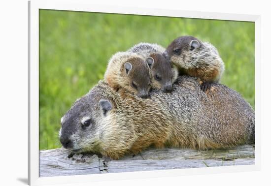 Woodchuck Family-W. Perry Conway-Framed Photographic Print