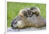 Woodchuck Family-W. Perry Conway-Framed Photographic Print