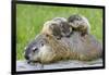 Woodchuck Family-W. Perry Conway-Framed Photographic Print