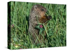 Woodchuck, Feeding, Minnesota, USA-Lynn M. Stone-Stretched Canvas