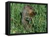 Woodchuck, Feeding, Minnesota, USA-Lynn M. Stone-Framed Stretched Canvas