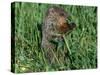 Woodchuck, Feeding, Minnesota, USA-Lynn M. Stone-Stretched Canvas