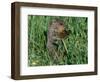 Woodchuck, Feeding, Minnesota, USA-Lynn M. Stone-Framed Premium Photographic Print