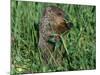 Woodchuck, Feeding, Minnesota, USA-Lynn M. Stone-Mounted Photographic Print