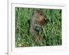 Woodchuck, Feeding, Minnesota, USA-Lynn M. Stone-Framed Photographic Print