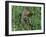 Woodchuck, Feeding, Minnesota, USA-Lynn M. Stone-Framed Photographic Print