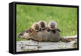 Woodchuck (Marmota monax) adult, carrying three young on back, Minnesota, USA-Jurgen & Christine Sohns-Framed Stretched Canvas