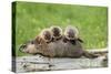 Woodchuck (Marmota monax) adult, carrying three young on back, Minnesota, USA-Jurgen & Christine Sohns-Stretched Canvas