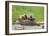 Woodchuck (Marmota monax) adult, carrying three young on back, Minnesota, USA-Jurgen & Christine Sohns-Framed Photographic Print