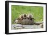 Woodchuck (Marmota monax) adult, carrying three young on back, Minnesota, USA-Jurgen & Christine Sohns-Framed Photographic Print