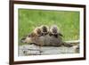 Woodchuck (Marmota monax) adult, carrying three young on back, Minnesota, USA-Jurgen & Christine Sohns-Framed Photographic Print