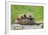 Woodchuck (Marmota monax) adult, carrying three young on back, Minnesota, USA-Jurgen & Christine Sohns-Framed Photographic Print