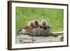 Woodchuck (Marmota monax) adult, carrying three young on back, Minnesota, USA-Jurgen & Christine Sohns-Framed Photographic Print