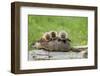 Woodchuck (Marmota monax) adult, carrying three young on back, Minnesota, USA-Jurgen & Christine Sohns-Framed Photographic Print