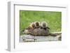 Woodchuck (Marmota monax) adult, carrying three young on back, Minnesota, USA-Jurgen & Christine Sohns-Framed Photographic Print