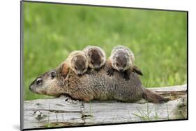 Woodchuck (Marmota monax) adult, carrying three young on back, Minnesota, USA-Jurgen & Christine Sohns-Mounted Photographic Print