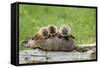 Woodchuck (Marmota monax) adult, carrying three young on back, Minnesota, USA-Jurgen & Christine Sohns-Framed Stretched Canvas