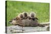 Woodchuck (Marmota monax) adult, carrying three young on back, Minnesota, USA-Jurgen & Christine Sohns-Stretched Canvas