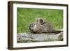 Woodchuck (Marmota monax) adult, carrying young on back, Minnesota, USA-Jurgen & Christine Sohns-Framed Photographic Print