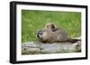 Woodchuck (Marmota monax) adult, carrying young on back, Minnesota, USA-Jurgen & Christine Sohns-Framed Photographic Print