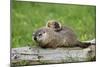 Woodchuck (Marmota monax) adult, carrying young on back, Minnesota, USA-Jurgen & Christine Sohns-Mounted Photographic Print