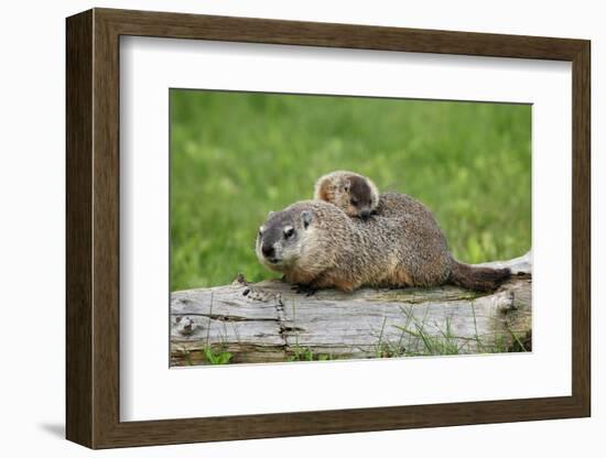 Woodchuck (Marmota monax) adult, carrying young on back, Minnesota, USA-Jurgen & Christine Sohns-Framed Photographic Print