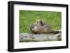 Woodchuck (Marmota monax) adult, carrying young on back, Minnesota, USA-Jurgen & Christine Sohns-Framed Photographic Print