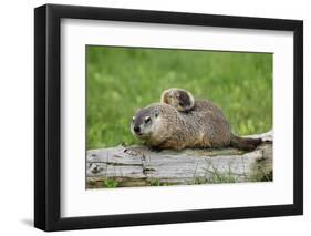 Woodchuck (Marmota monax) adult, carrying young on back, Minnesota, USA-Jurgen & Christine Sohns-Framed Photographic Print
